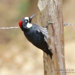 Carpintetro bellotero, acorn woodpecker, Melanerpes formicivorus