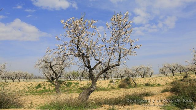almendro en flo, casas nuevas, pliego
