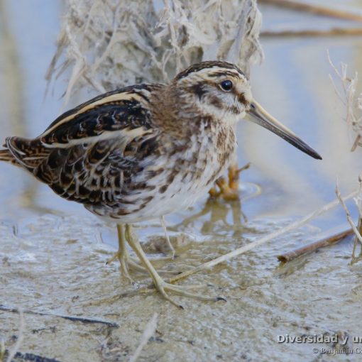 Agachadiza chica (jack snipe, Lymnocryptes minimus)