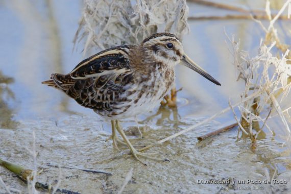 Agachadiza chica (jack snipe, Lymnocryptes minimus)