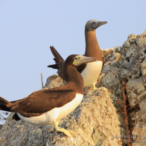 Piquero pardo (brown boody, Sula leucogaster) hembra y macho