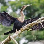 hembra de anhinga americana en Costa Rica