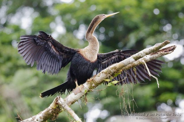 hembra de anhinga americana en Costa Rica