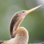 hembra de anhinga americana