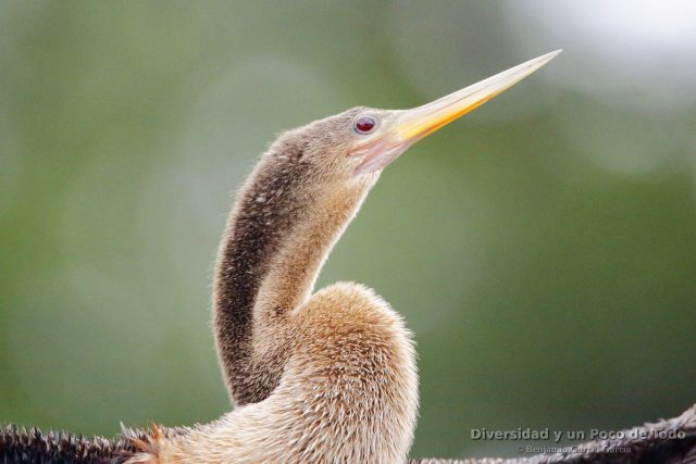 primer plano de una hembra de anhinga americana