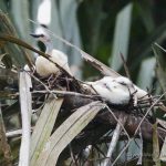 pollos de anhinga americana en el nido