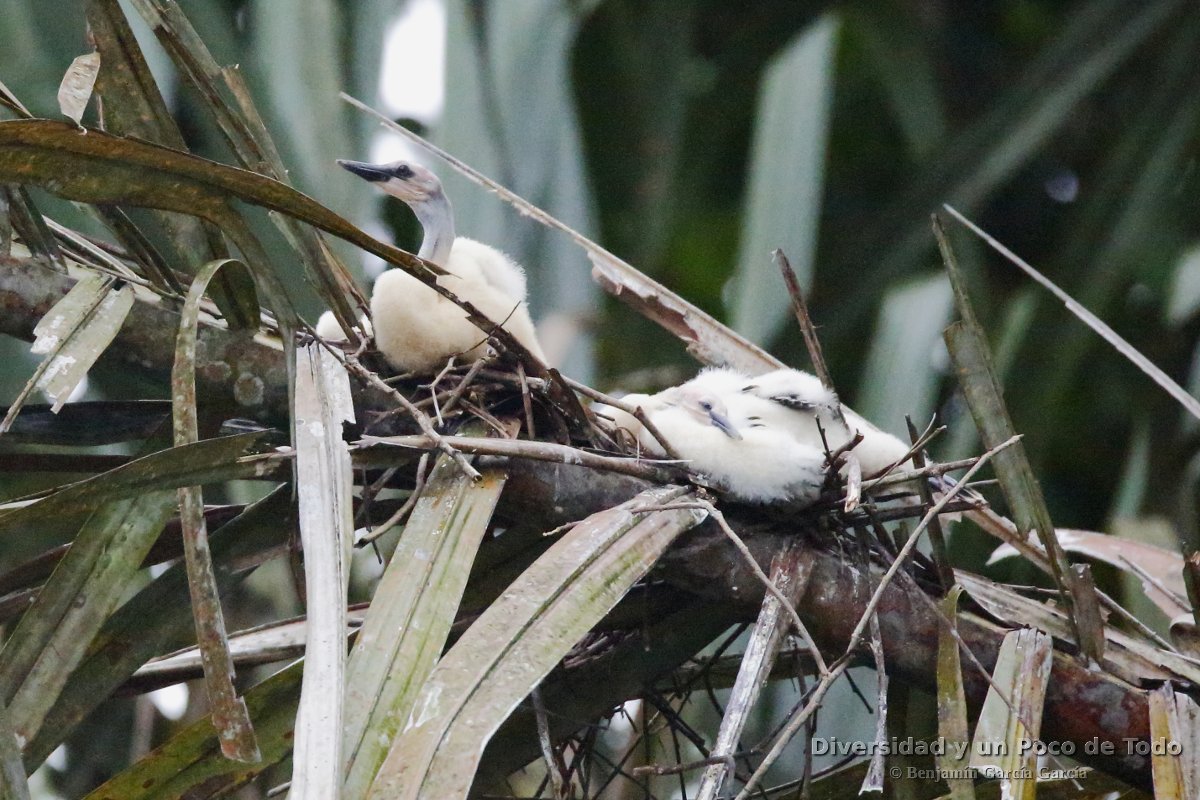 pollos de anhinga americana en el nido