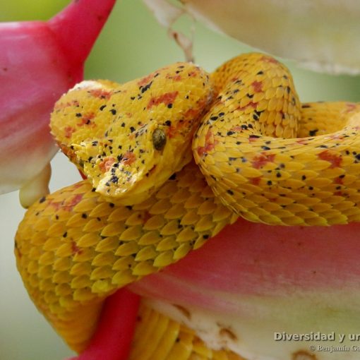 Bothriechis schlegelii (bocaraca, oropel, toboba de pestana) especimen amarillo.