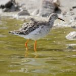 Combatiente (Ruff, Calidris pugnax) en las salinas de San Pedro del Pinatar
