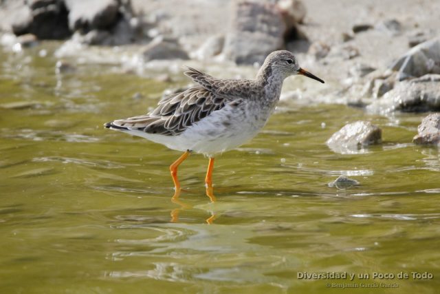 Combatiente (Ruff, Calidris pugnax) en las salinas de San Pedro del Pinatar
