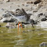 Combatiente (Ruff, Calidris pugnax) en las salinas de San Pedro del Pinatar