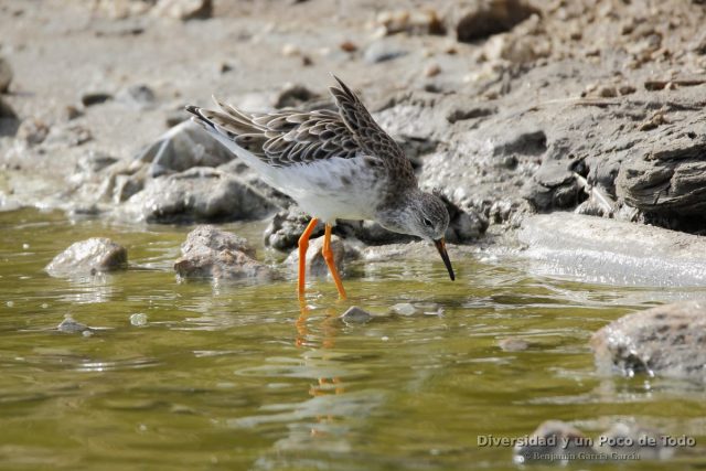 Combatiente (Ruff, Calidris pugnax) en las salinas de San Pedro del Pinatar