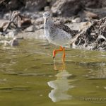 Combatiente (Ruff, Calidris pugnax) en las salinas de San Pedro del Pinatar