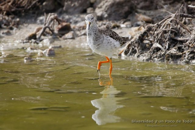 Combatiente (Ruff, Calidris pugnax) en las salinas de San Pedro del Pinatar