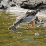 Combatiente (Ruff, Calidris pugnas) en las salinas de San Pedro del Pinatar