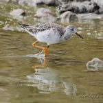 Combatiente (Ruff, Calidris pugnax) en las salinas de San Pedro del Pinatar