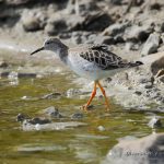 Combatiente (Ruff, Calidris pugnax) en las salinas de San Pedro del Pinatar