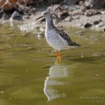 Combatiente (Ruff, Calidris pugnax) en las salinas de San Pedro del Pinatar