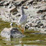 Combatiente (Ruff, Calidris pugnax) en las salinas de San Pedro del Pinatar