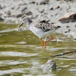 Combatiente (Ruff, Calidris pugnax) en las salinas de San Pedro del Pinatar