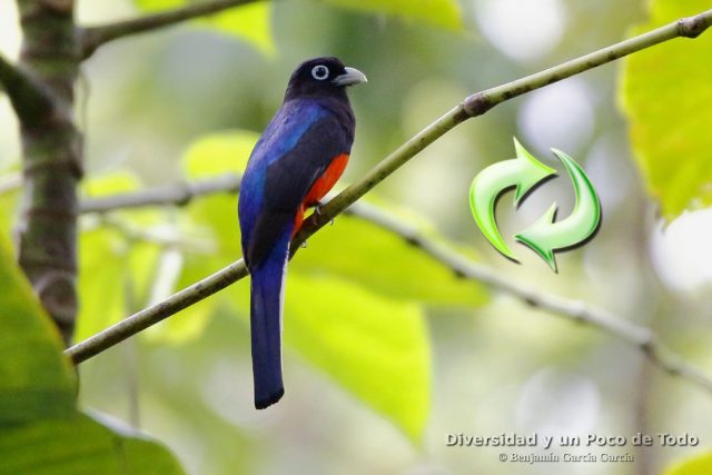 converseen y trogon