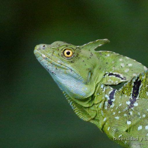Basilisco esmeralda (green basilisk, Basiliscus plumifrons) macho.