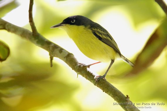 Titiriji comun (common tody-flycatcher, todirostrum cinereum) en Costa Rica