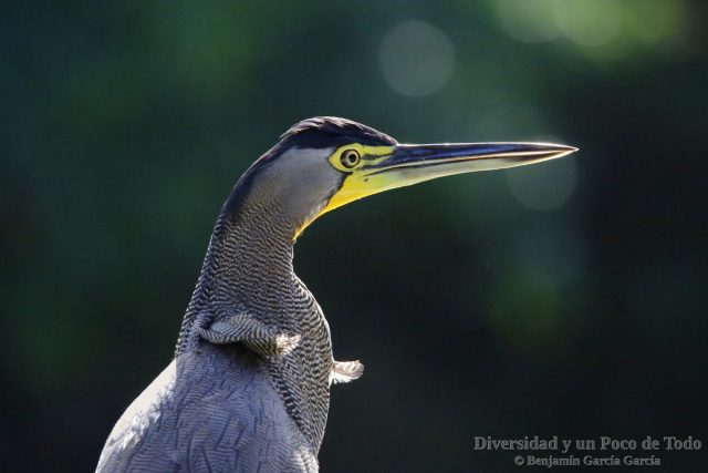 Avetigre mejicana (bare-throated tiger-heron, Tigrisoma mexicanum)