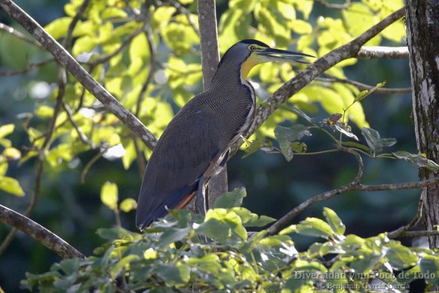 Avetigre mejicana (bare-throated tiger-heron, Tigrisoma mexicanum) sobre un arbol
