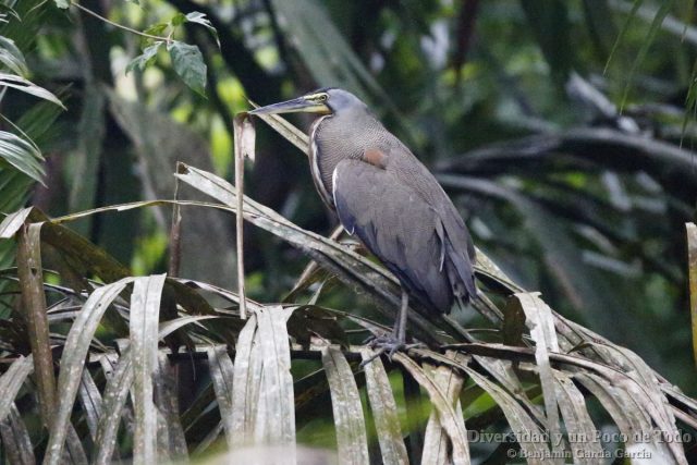 Avetigre mejicana (bare-throated tiger-heron, Tigrisoma mexicanum)