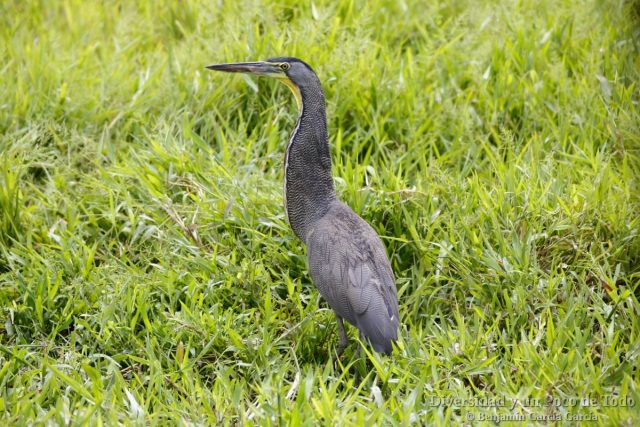 Avetigre mejicana (bare-throated tiger-heron, Tigrisoma mexicanum) en la orilla de un canal