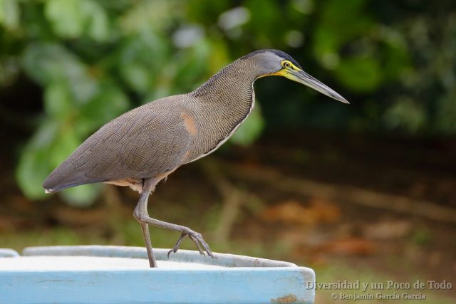Avetigre mejicana (bare-throated tiger-heron, Tigrisoma mexicanum)