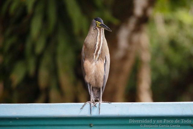 Avetigre mejicana (bare-throated tiger-heron, Tigrisoma mexicanum)