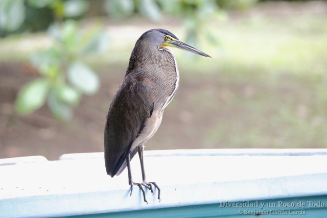 Avetigre mejicana (bare-throated tiger-heron, Tigrisoma mexicanum)