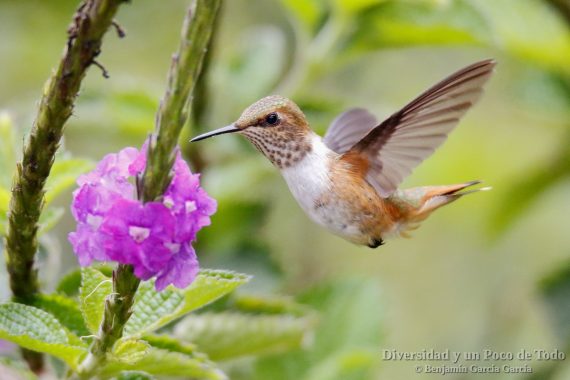 Colibri centelleante (scintillant hummingbird, Selasphorus scintilla)