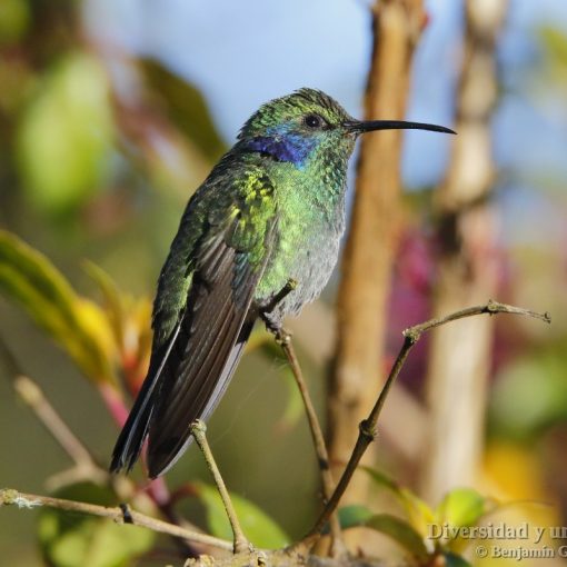 colibri verdemar (green violet-ear, colibri thalassinus)