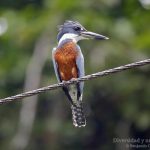 Martín gigante neotropical, Ringed Kingfisher (Megaceryle torquata)