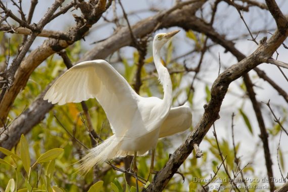 Garceta piquicorta (Yellow-billed Egret, Ardea brachyrhyncha)