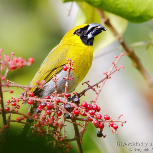 Picogrueso carinegro (black-faced Grosbeak, Caryothraustes poliogaster) comiendo bayas