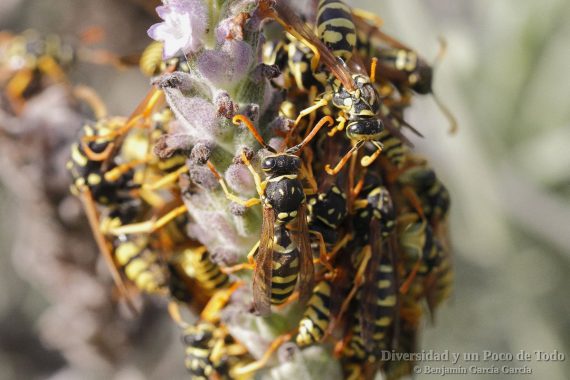hibernaculo de polistes dominula o avispa de papel
