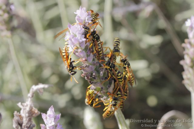 hibernaculo de polistes dominulus