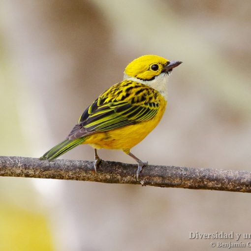 Tangara goliplateada (Silver-throated Tanager, Tangara icterocephala)