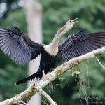 Anhinga americana, Anhinga (Anhinga anhinga)