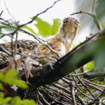 Avetigre colorada, Rufescent Tiger-heron (Tigrisoma lineatum)