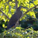 Avetigre mejicana, Bare-throated Tiger-heron (Tigrisoma mexicanum)