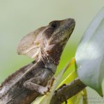 Basilisco marron, Brown Basilisk (Basiliscus vittatus).