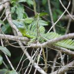 Basilisco esmeralda, Green basilisk (Basiliscus plumifrons).