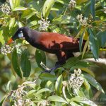 Cacique moctezuma, Montezuma Oropendola (Psarocolius montezuma)