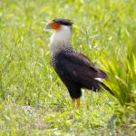 Carancho norteño, Crested Caracara (Caracara cheriway)
