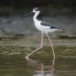 Cigüeñuela cuellonegro, Black-necked Stilt (Himantopus himantopus mexicanus)